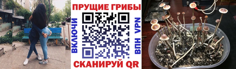 Псилоцибиновые грибы GOLDEN TEACHER  Купить где  Козельск 